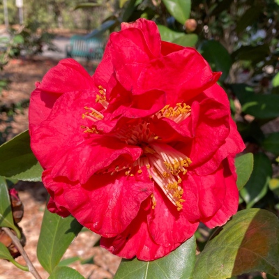 Sharon Rose
